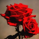 rosas_rojas